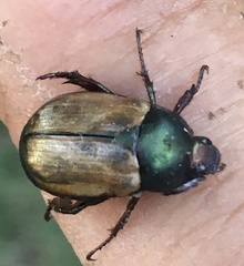 Anomala testaceipennis