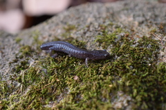 Plethodon dorsalis