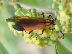 Amphidesmus analis