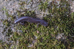 Plethodon dorsalis