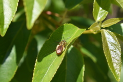 Corynura corinogaster