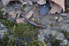 Plethodon dorsalis