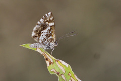 Aricoris signata