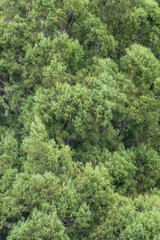 Dacrycarpus dacrydioides