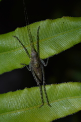 Polycleptidella chilensis