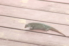 Pholidoscelis plei