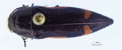 Acmaeodera acuminata