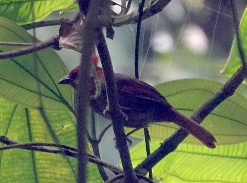 Crested Ant Tanager (Driophlox cristata), photo 10