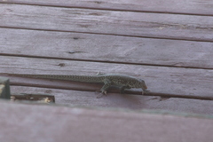Pholidoscelis plei