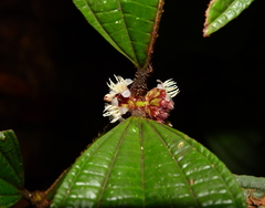 Miconia conglomerata
