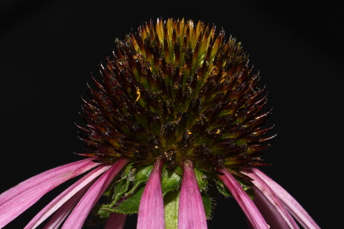 Image of Echinacea simulata by (c) Brian Finzel, some rights reserved (CC BY-SA)