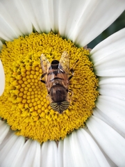 Eristalinus taeniops