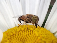 Eristalinus taeniops