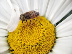 Eristalinus taeniops