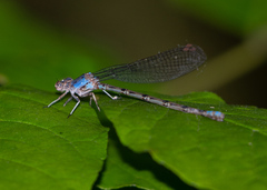 Argia funebris