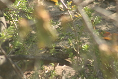 Pholidoscelis plei
