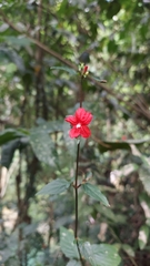 Ruellia coccinea