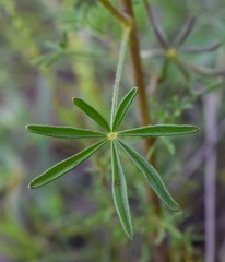 Cleome rubella