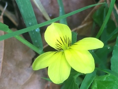 Viola glabella