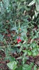Ruellia coccinea
