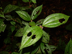 Miconia conglomerata
