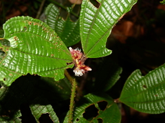 Miconia conglomerata
