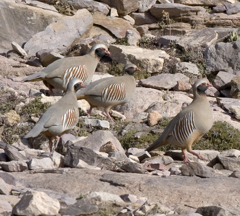 Philby's Partridge