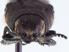 Acmaeodera acuminata