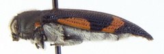 Acmaeodera acuminata