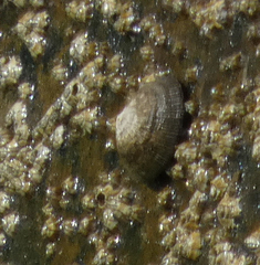 Siphonaria naufragum