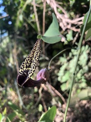 Aristolochia carterae