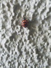 Harmonia axyridis