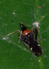 Pseudoxenetus regalis