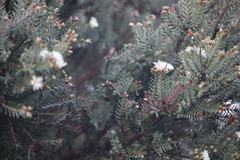 Melaleuca cuticularis