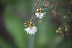 Melaleuca cuticularis
