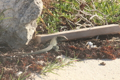 Pholidoscelis plei