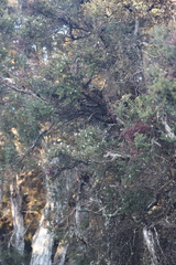 Melaleuca cuticularis