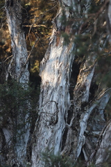 Melaleuca cuticularis