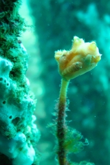 Cochleoceps bicolor