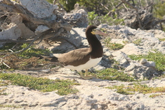 Sula leucogaster leucogaster