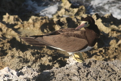 Sula leucogaster leucogaster