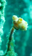 Cochleoceps bicolor