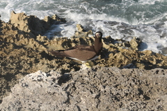 Sula leucogaster leucogaster