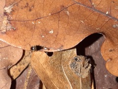 Sepedophilus testaceus