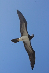 Sula leucogaster leucogaster