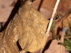 Sepedophilus testaceus