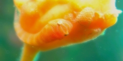 Cochleoceps bicolor
