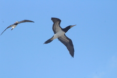 Sula leucogaster leucogaster