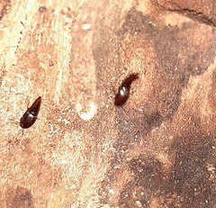 Sepedophilus testaceus