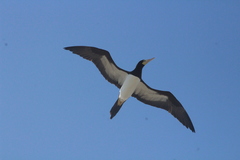 Sula leucogaster leucogaster